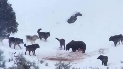 👆Unequal confrontation😳 (a pack of wolves surrounds a grizzly bear in Yellowstone National Park)