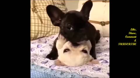 Cute And Funny Pet Videos Compilation