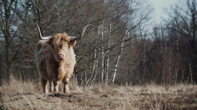 horned cow