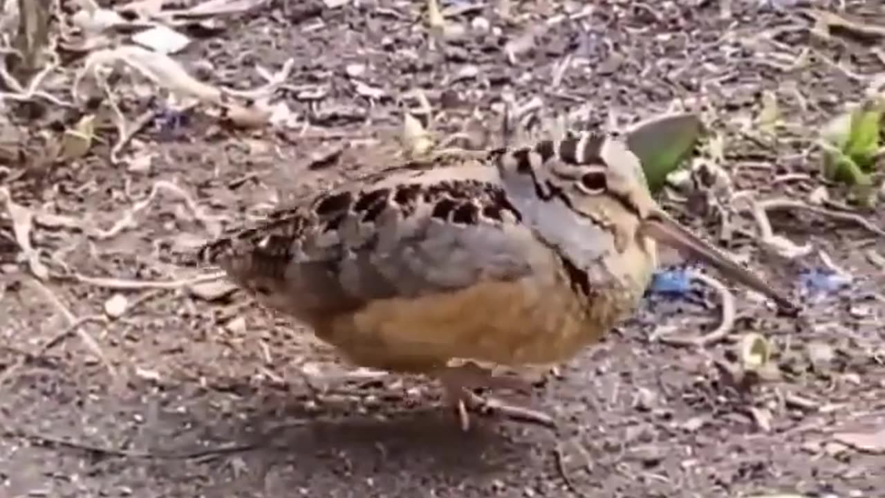 funny Videos