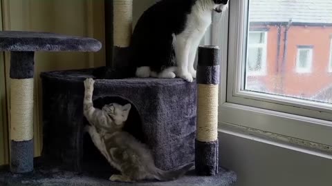 Kitten Vs Older Cat