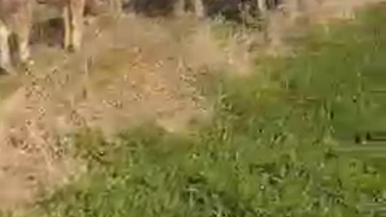 STAATBOSBEHEER LAAT DIEREN OP OOSTVAARDERSPLASSEN VERHONGEREN