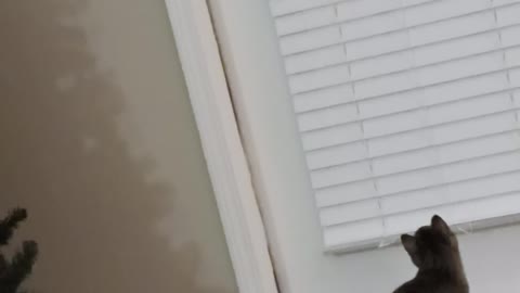 Cat jumping