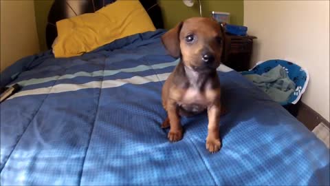 Gopro_ Dachshund puppy 2 months