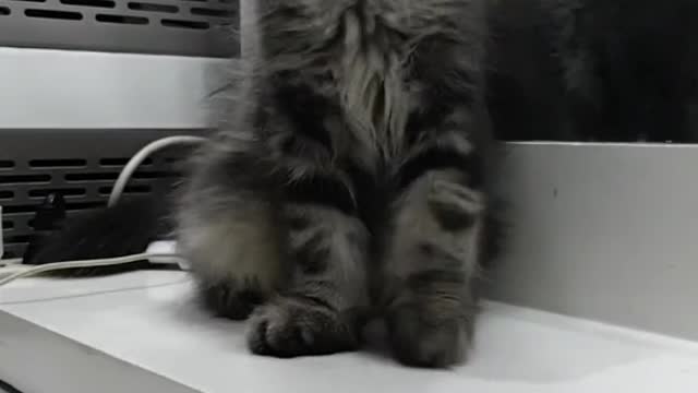 Funny cat