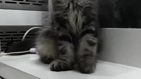 Funny cat