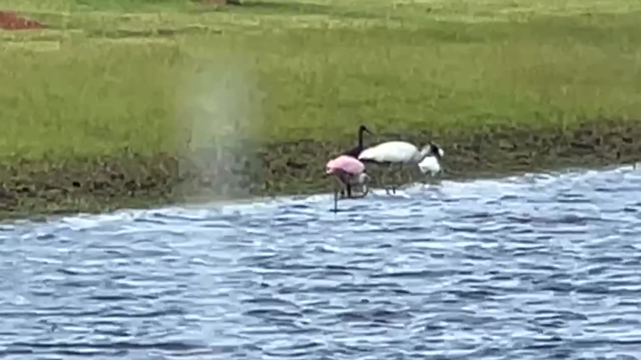 Stork & Spoonbill