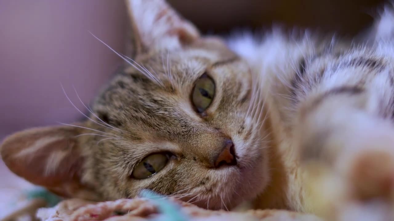 Best Funny Animal Videos Of The 2023 🤣 - Funniest Cats And Dogs Video 😉😍😍😍