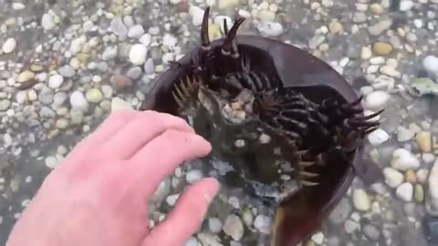 Are horseshoe crabs dangerous?