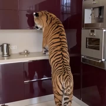 IS IT TIME FOR BREAKFAST? 😜