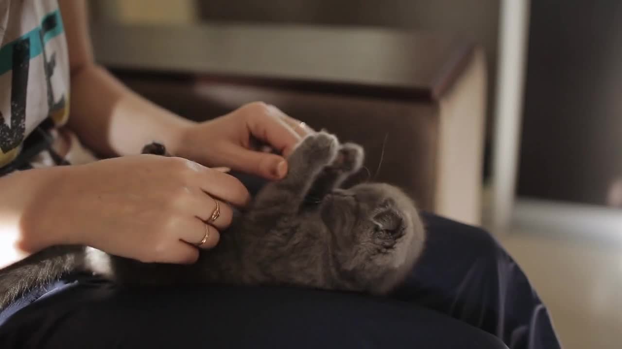 Girl holding small Scottish fold kitten on his hands and plays with it