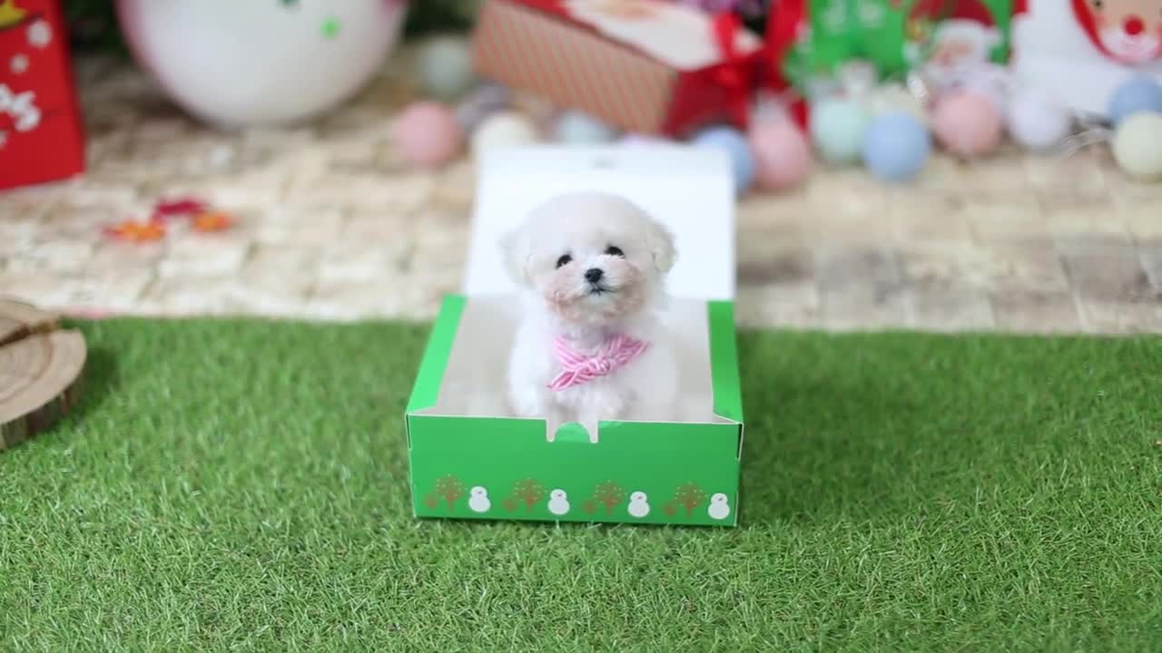 Watch This Little One Play Around !!! White Poodle - Teacup Puppies