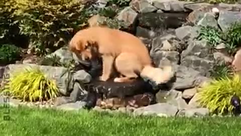 Dog Funny Video Air plane🤣