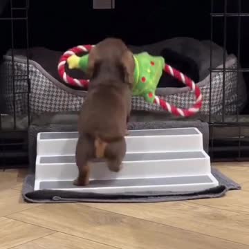 "Comfortable Climbing: A Puppy's Bedtime Routine."