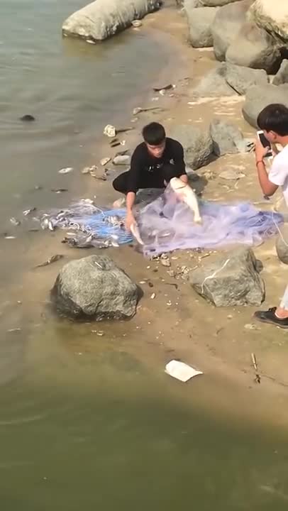 Amazing Asian Cast Net Fishing 🐟 #shorts