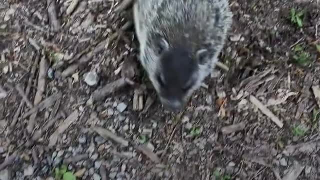 Groundhog does not want to let the woman go home without her