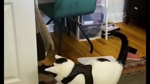 funny animals #shorts