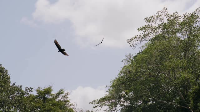 The beauty of birds with the sky