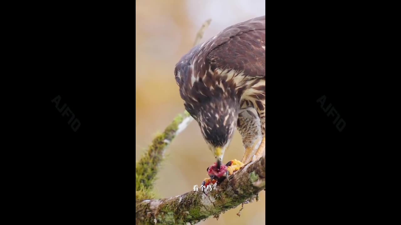 birds of prey, to hunt.amazing bird's video. #bird