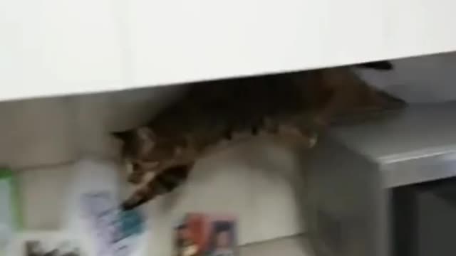 Funny scared cat