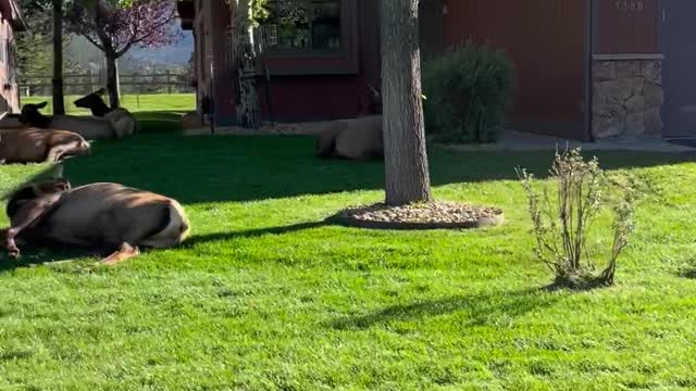 Elk Roam (and Fart) Freely In Neighborhood