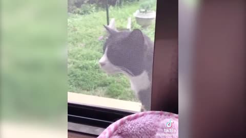 funny animals,