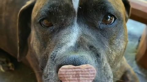 "Stop Your Dog's Bad Behavior with These Simple Steps"