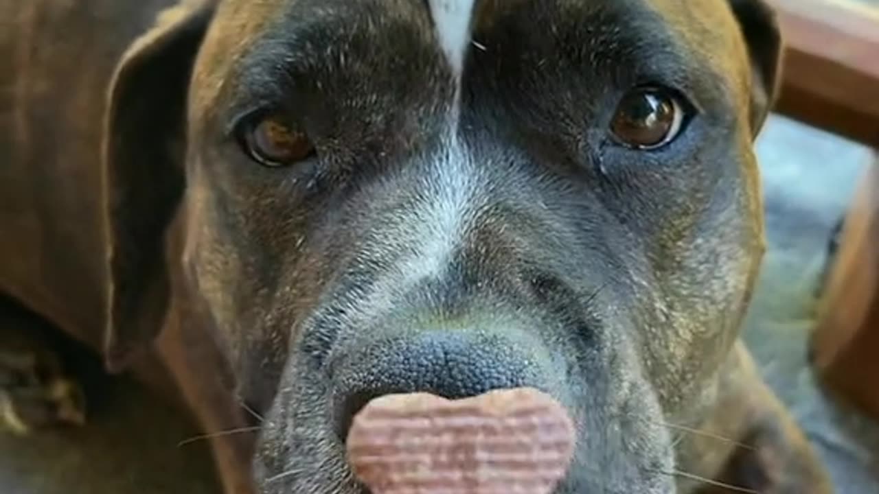 "Stop Your Dog's Bad Behavior with These Simple Steps"