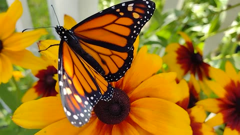 First flight after emerging from the Chrysalis