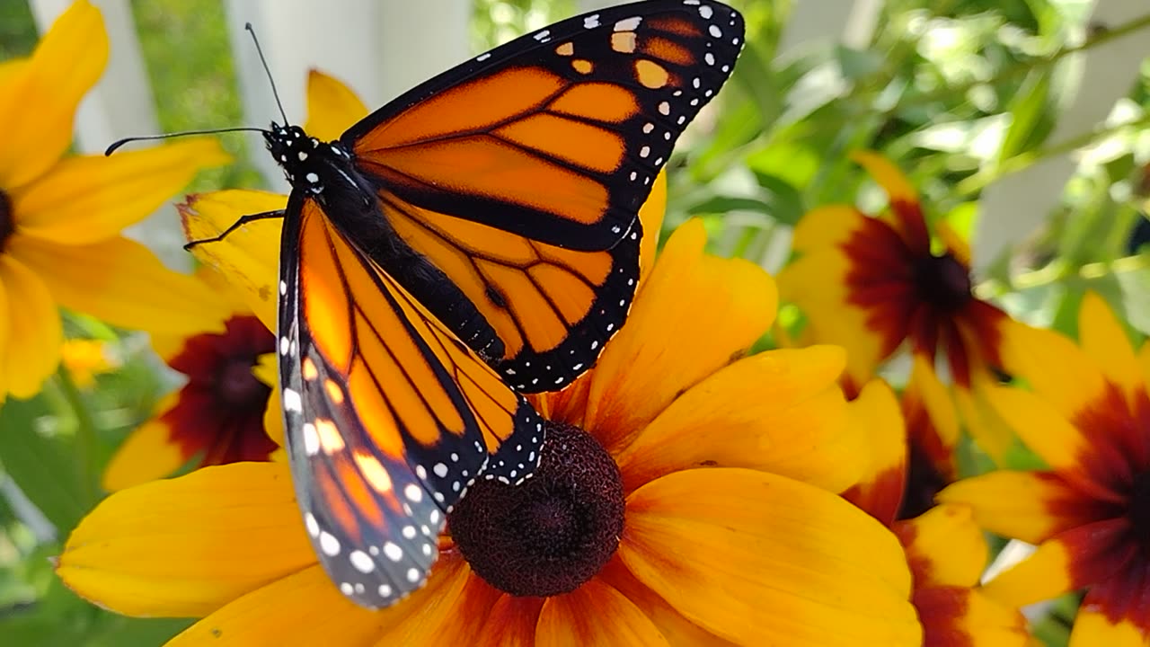 First flight after emerging from the Chrysalis