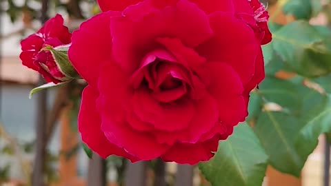 Red rose