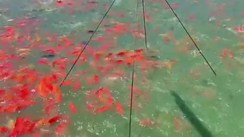 That's a lot of fish to catch