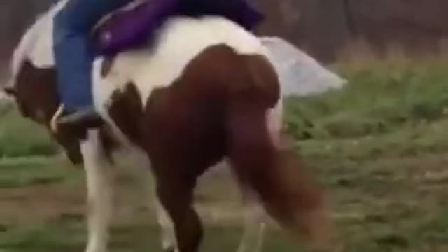 horse like monkey.you cant stop your laugh