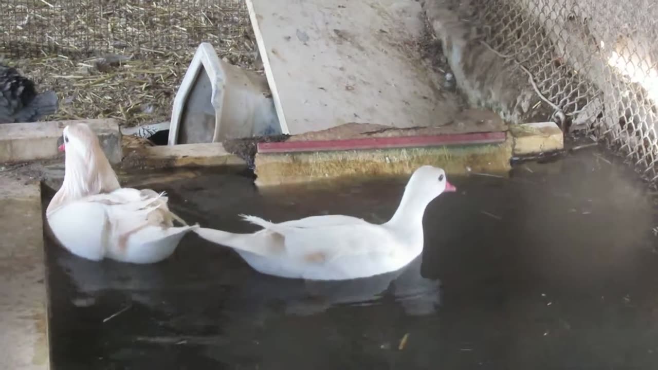 Mandarin duck family (1)