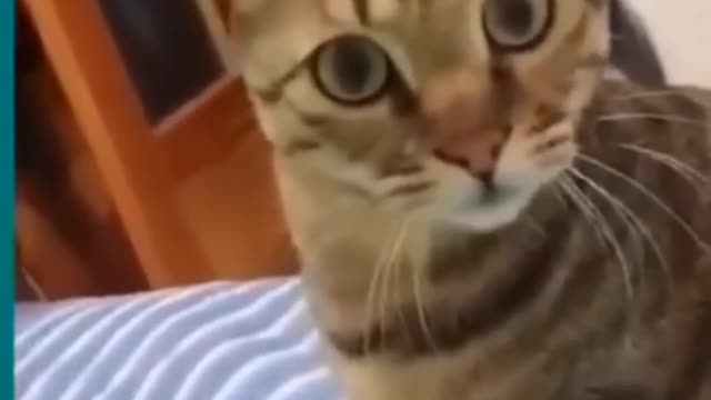 Funny cat video