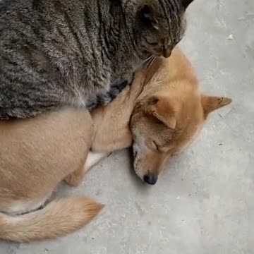 Cat thinks he’s still a kitten...🐶🐾🐈😍😅