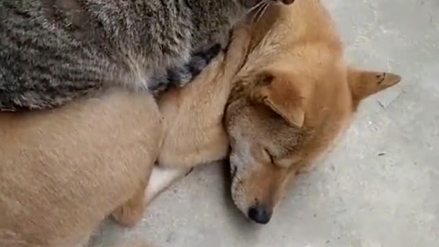 Cat thinks he’s still a kitten...🐶🐾🐈😍😅