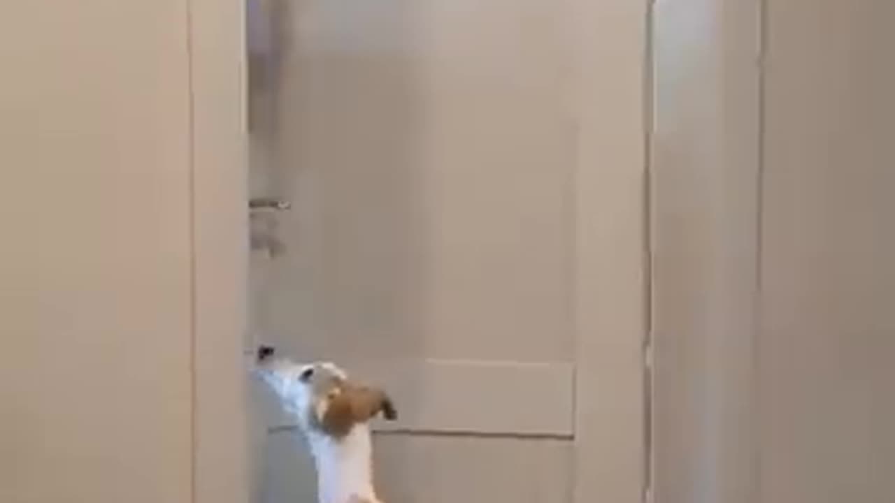 Doggo Funny Video