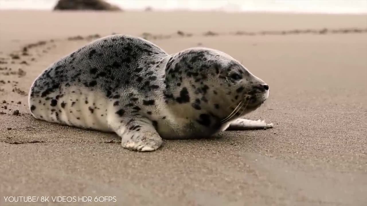 10 cutest animals that will make you go aww!!