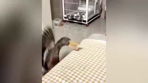 Funny animals