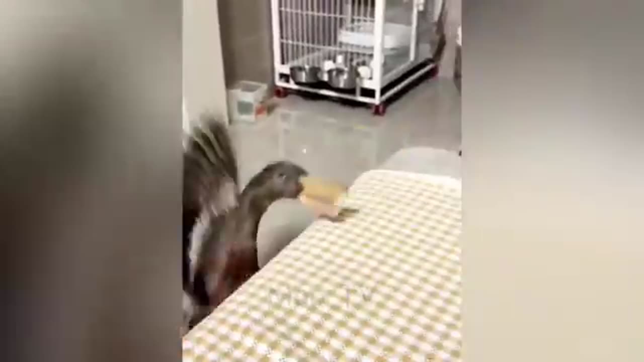 Funny animals