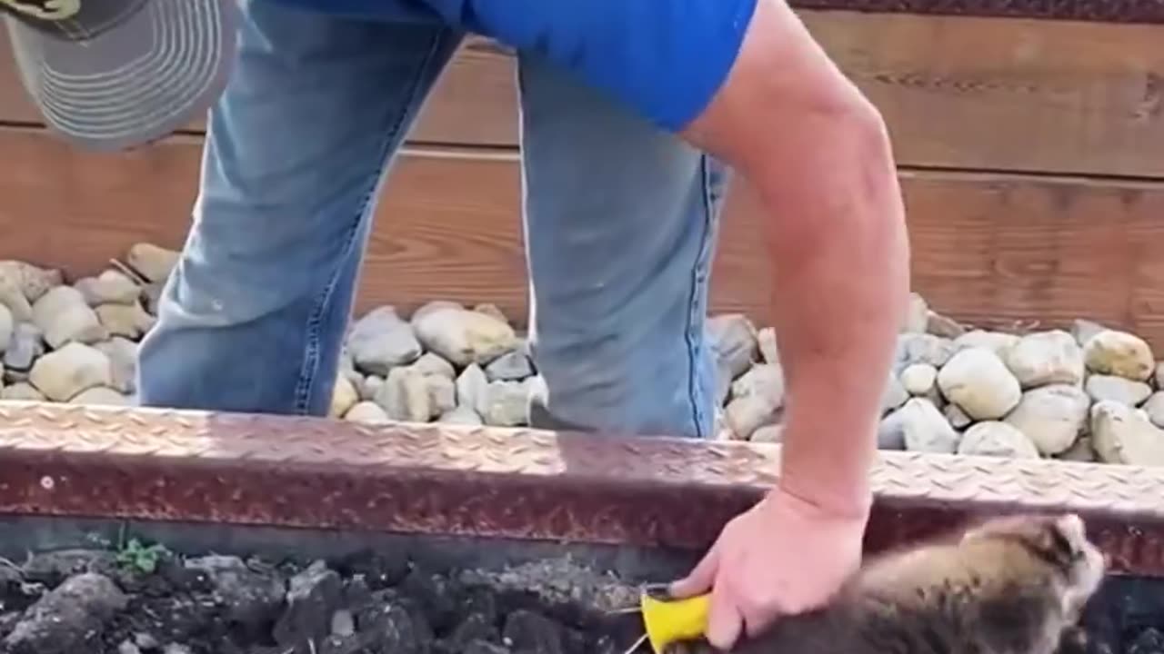 This man rescued a baby raccoon from drowning