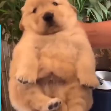 Shake the dog to sleep quickly. Watch the video