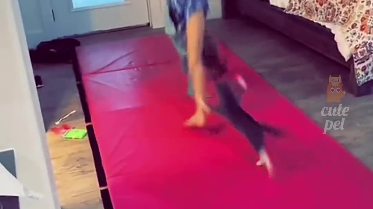Funny cat videos | funny video