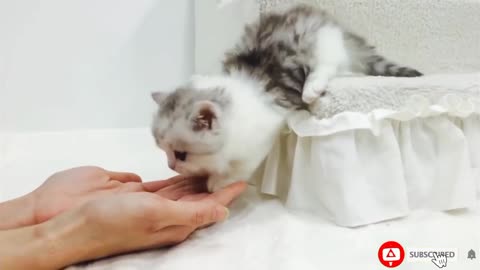 Watch This Cute Cat Child Conquer 3 Steps - Until the Last One!