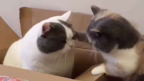 Funny Cats Videos 😝 2021