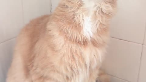 Thirsty Kitty Gets a Drink From the Shower