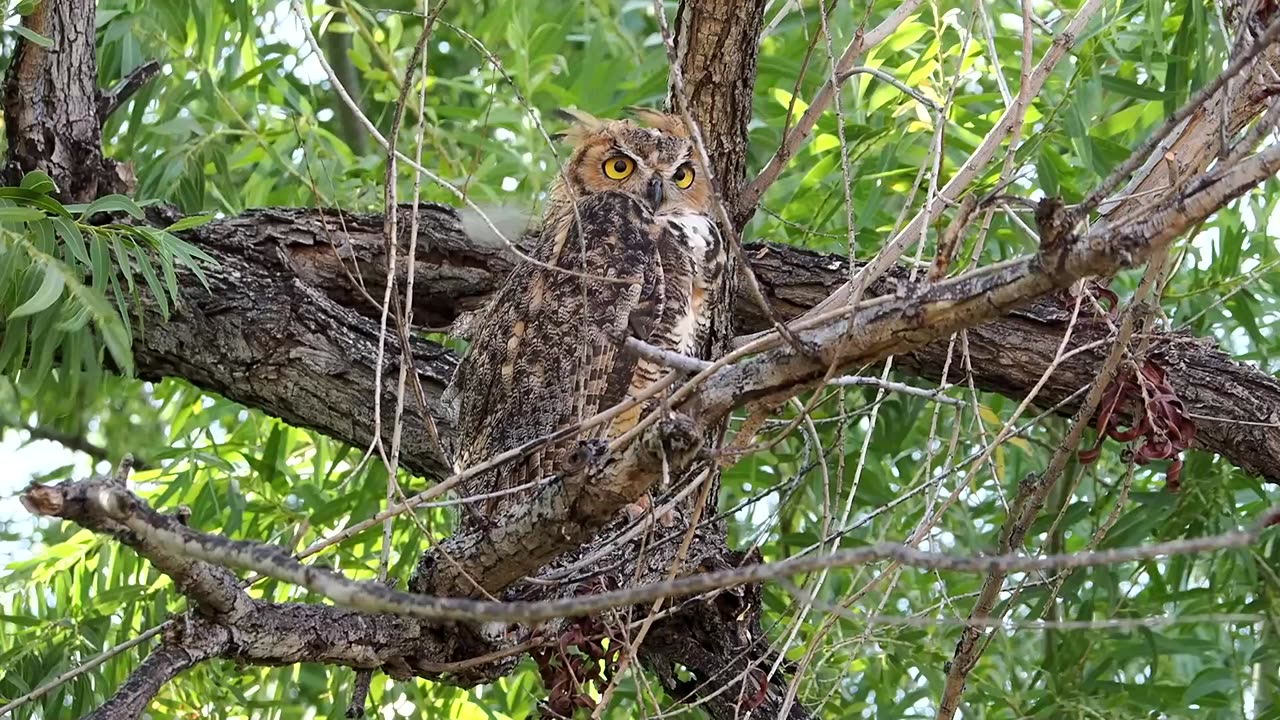 Great Horned Owl