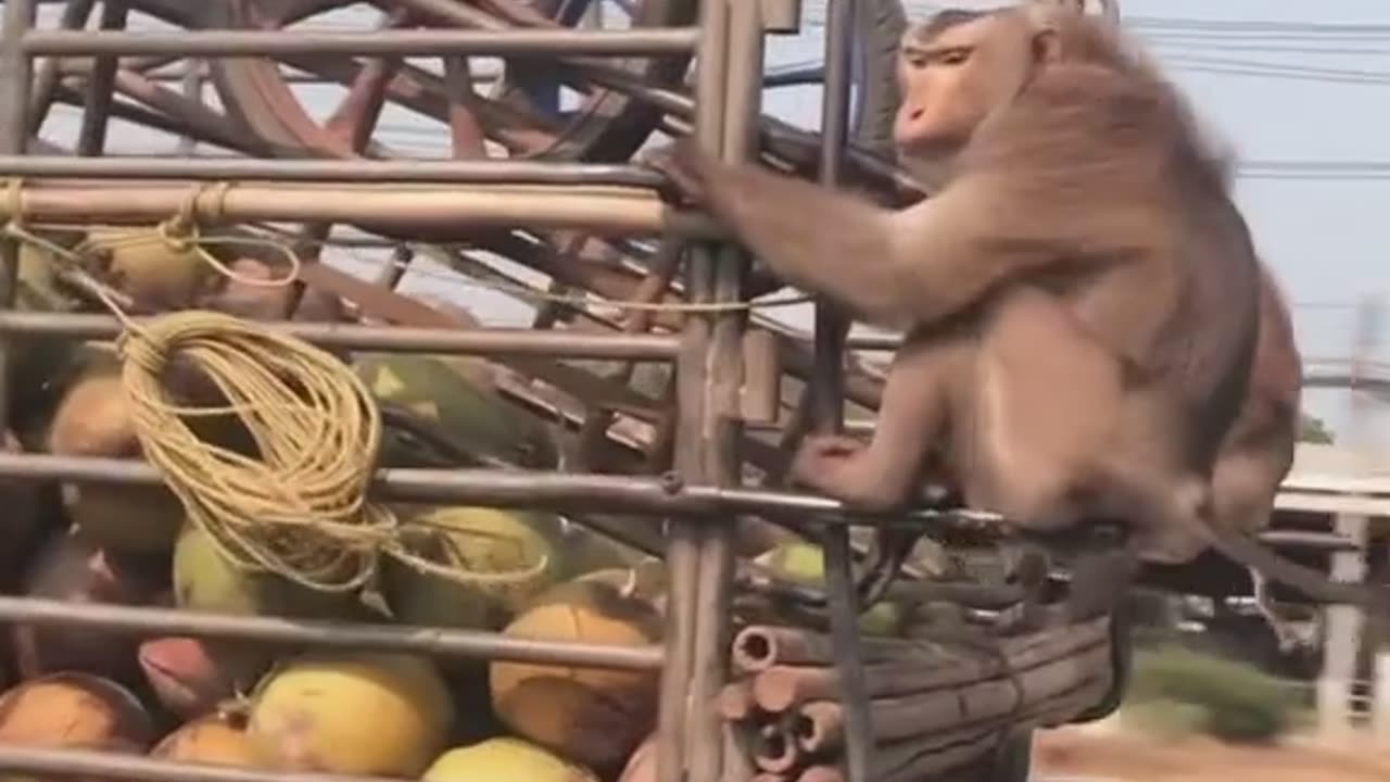 The Monkey, Player Of Danger #shorts #shortsvideo #video #viral