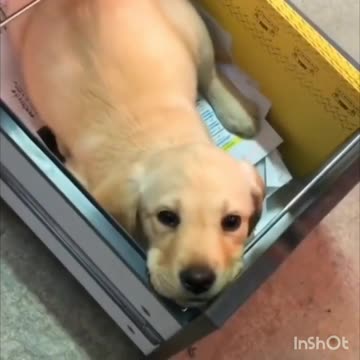 funny dog videos | puppies | labraor